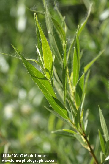 Booth's Willow foliage