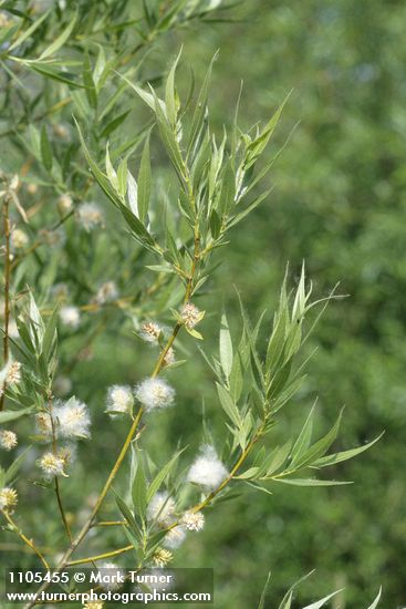 Booth's Willow foliage & mature female aments