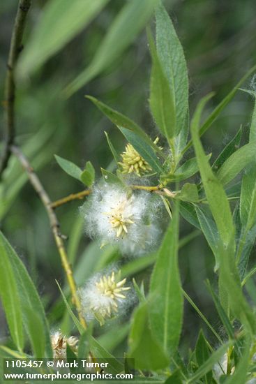 Booth's Willow foliage & mature female aments detail