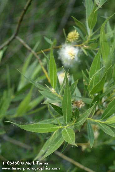 Booth's Willow foliage