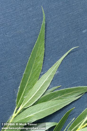 Booth's Willow foliage detail