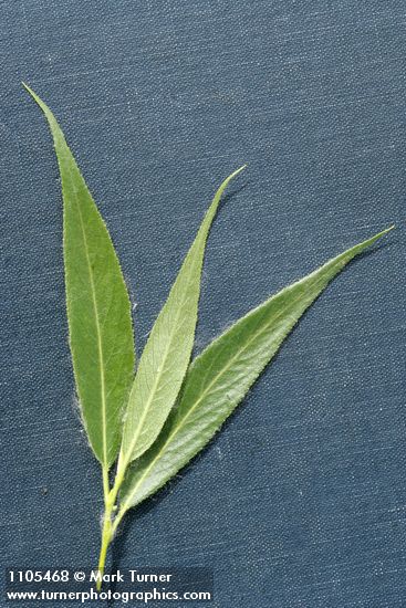 Booth's Willow foliage detail