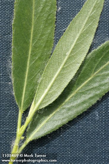 Booth's Willow foliage extreme detail