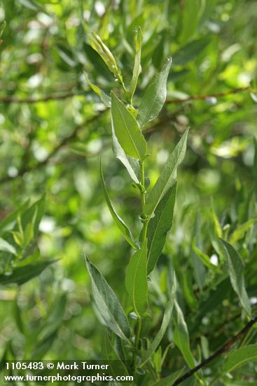 Onecolor Willow foliage & stipules
