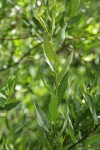 Onecolor Willow foliage & stipules