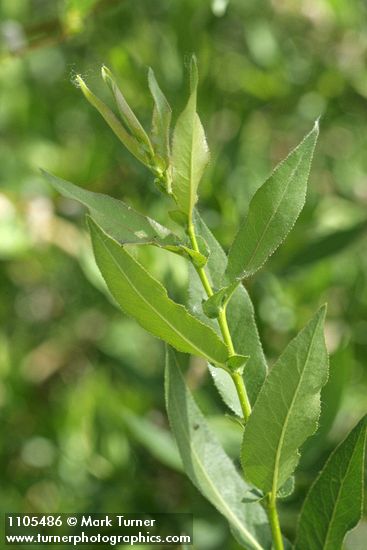 Onecolor Willow foliage & stipules
