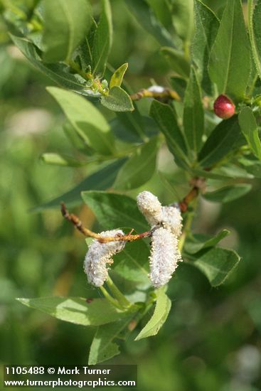 Onecolor Willow mature male aments among foliage