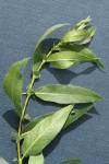 Onecolor Willow foliage & stipules detail