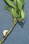 Onecolor Willow foliage & stipules detail w/ mature male ament