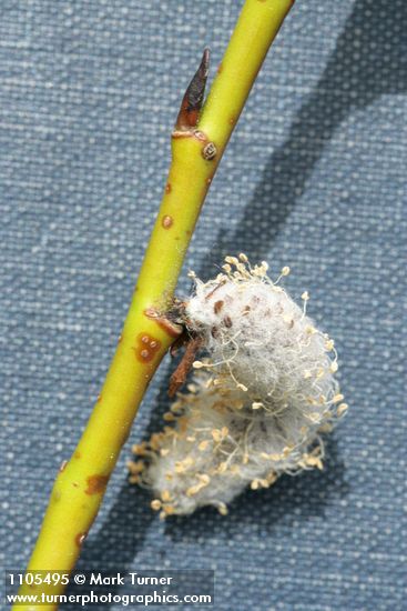 Onecolor Willow twig & mature male ament detail