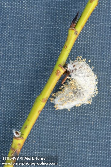 Onecolor Willow twig & mature male ament detail