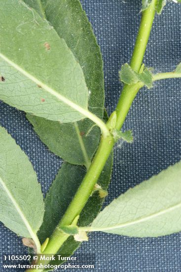 Onecolor Willow stipules detail