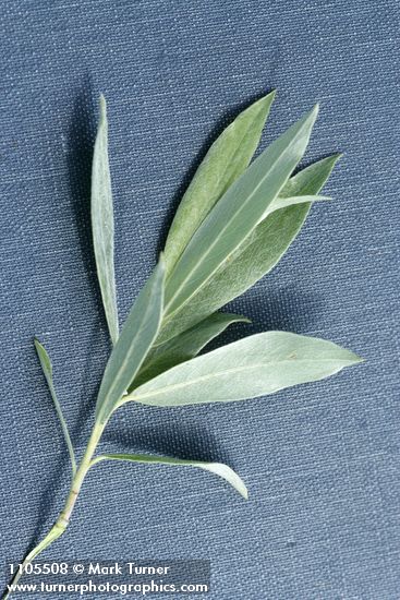 Geyer Willow foliage detail
