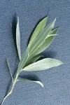 Geyer Willow foliage detail