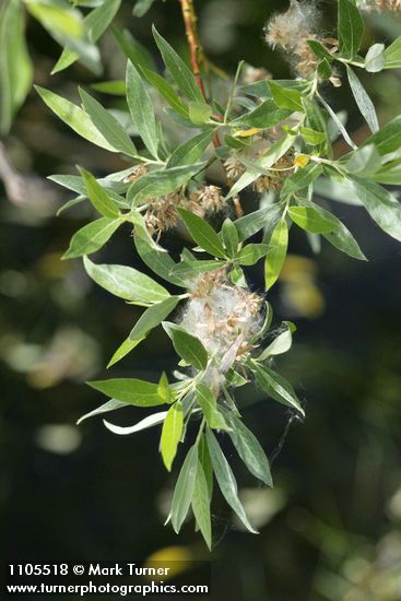 Geyer Willow foliage & mature female aments
