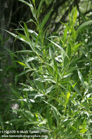 Greenleaf Willow foliage