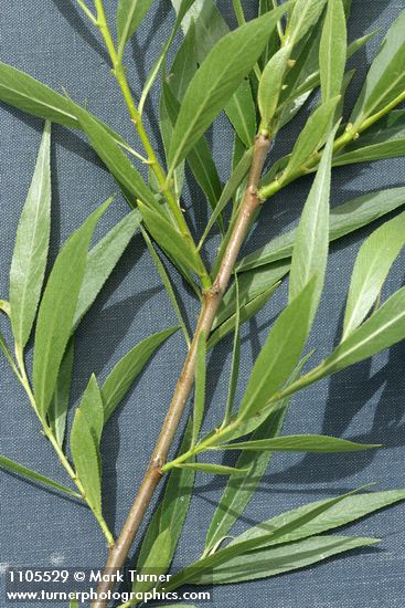 Greenleaf Willow twig & foliage detail