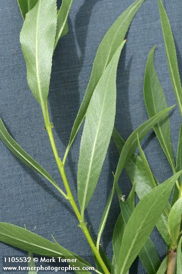 Greenleaf Willow foliage detail