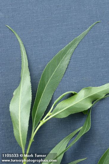 Greenleaf Willow foliage detail