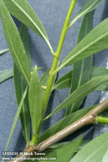Greenleaf Willow new branch & foliage detail