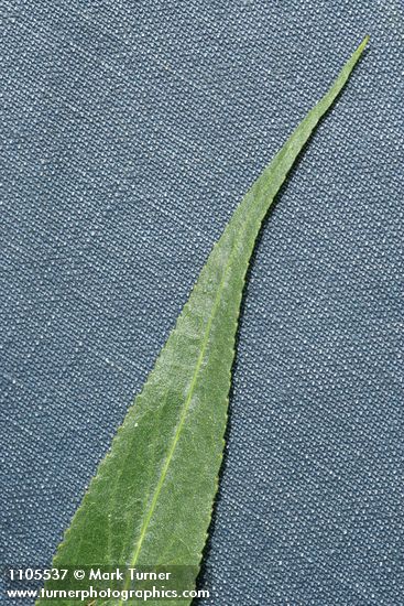 Greenleaf Willow foliage tip detail