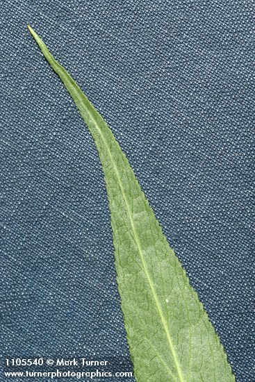 Greenleaf Willow foliage tip detail (underside)