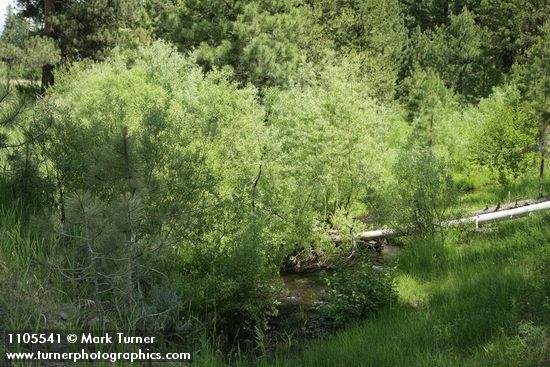 Lemmon's Willows along Peterson Creek