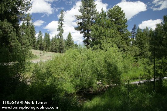 Lemmon's Willows along Peterson Creek w/ Ponderosa Pines bkgnd