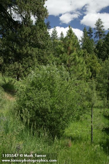 Onecolor Willow w/ Ponderosa Pines bkgnd