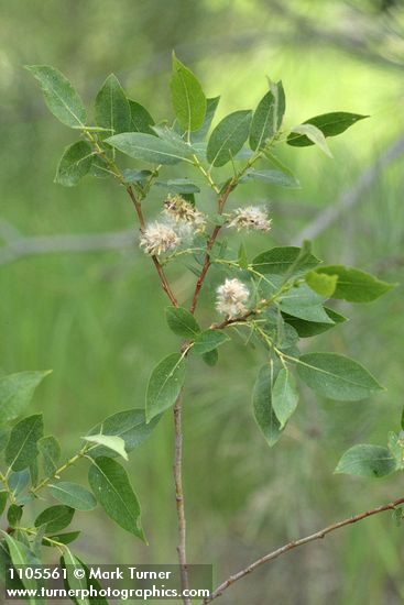 Onecolor Willow foliage & mature female aments