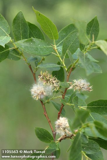 Onecolor Willow foliage & mature female aments detail