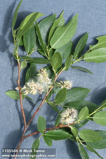 Onecolor Willow foliage & mature female aments detail