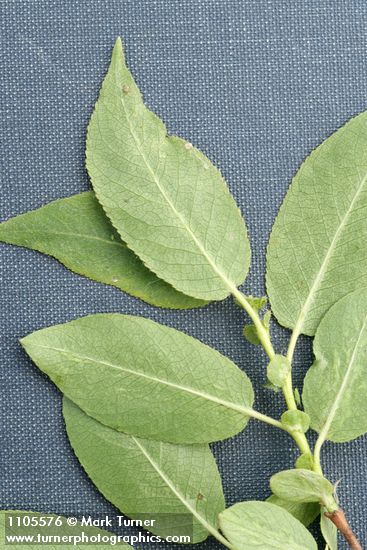 Onecolor Willow foliage (underside) & stipules detail