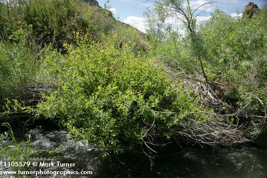 Onecolor Willow at edge of Bridge Creek