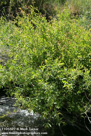 Onecolor Willow at edge of Bridge Creek