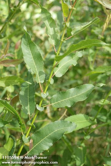 Onecolor Willow foliage & stipules