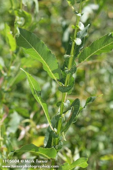 Onecolor Willow foliage & stipules