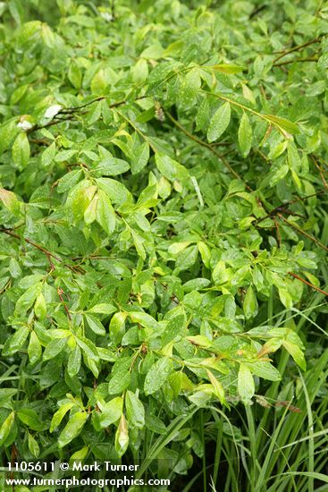 Diamondleaf Willow foliage