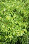 Diamondleaf Willow foliage
