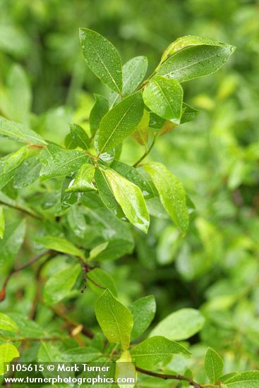 Diamondleaf Willow foliage