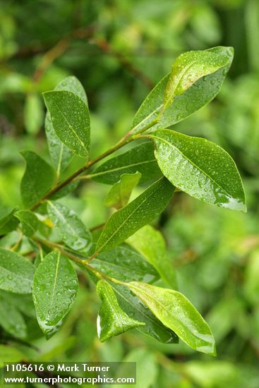 Diamondleaf Willow foliage