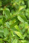 Diamondleaf Willow foliage