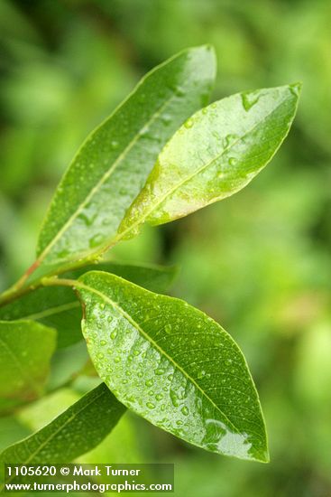 Diamondleaf Willow foliage detail