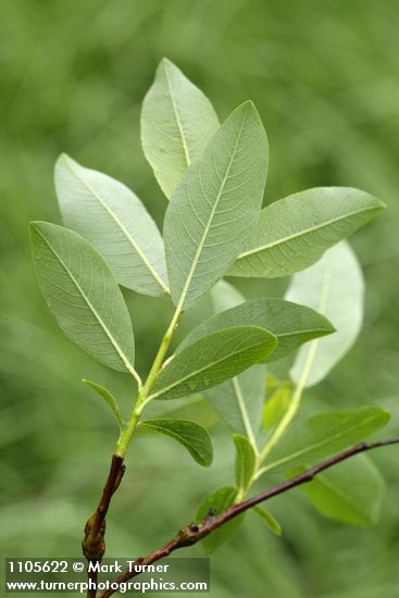 Diamondleaf Willow foliage underside detail