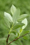 Diamondleaf Willow foliage underside detail