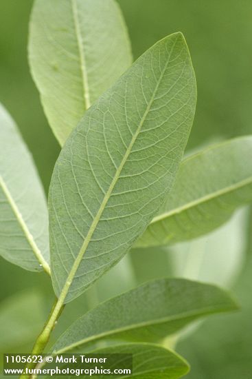 Diamondleaf Willow foliage underside detail