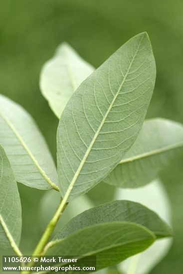 Diamondleaf Willow foliage underside detail