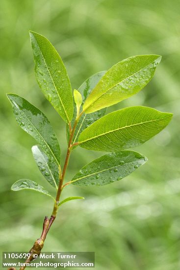 Diamondleaf Willow foliage detail