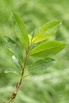Diamondleaf Willow foliage detail