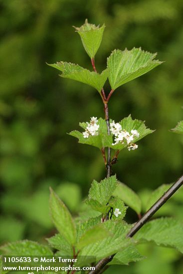 Highbush Cranberry blossoms & foliage